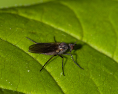 Rhamphomyia