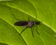 Rhamphomyia