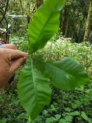 Calodendrum capense