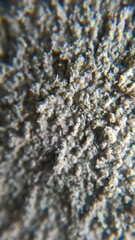Pertusaria coccodes