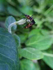 Oncopeltus famelicus