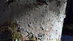 Pertusaria coccodes