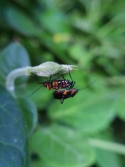 Oncopeltus famelicus