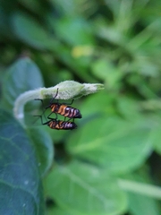 Oncopeltus famelicus