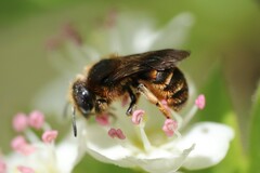 Osmia rufohirta