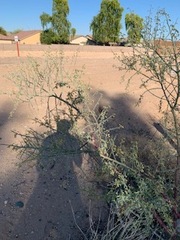 Parkinsonia florida