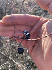 Aronia melanocarpa