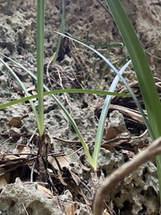Vagaria parviflora
