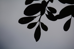 Ficus burkei