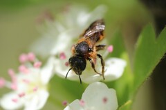 Osmia rufohirta