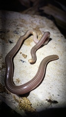 Ramphotyphlops lineatus
