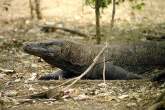 Varanus komodoensis