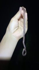 Ramphotyphlops lineatus