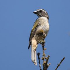 Saltator similis