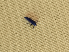 Coccinellinae