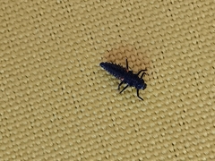 Coccinellinae