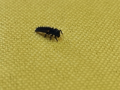 Coccinellinae