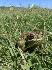 Rhinella arenarum