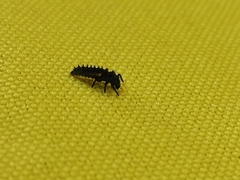 Coccinellinae
