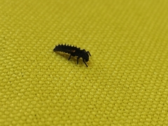 Coccinellinae
