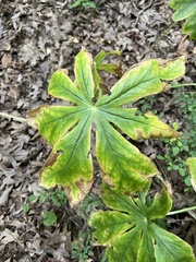 Podophyllum peltatum