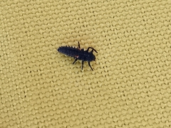 Coccinellinae