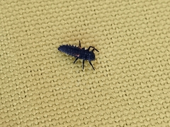Coccinellinae