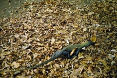 Varanus komodoensis