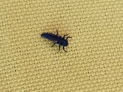 Coccinellinae