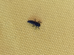 Coccinellinae