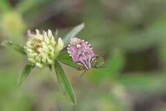 Codophila varia