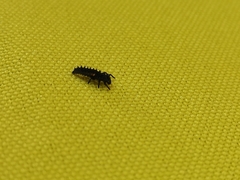 Coccinellinae