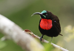 Chalcomitra senegalensis gutturalis