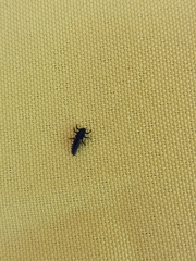 Coccinellinae