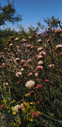 Malesherbia fasciculata (Malesherbia fasciculata)