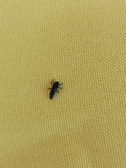 Coccinellinae
