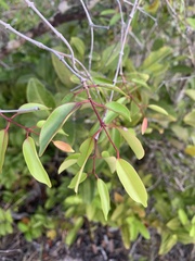 Hancornia speciosa