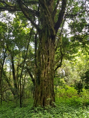 Ficus burkei