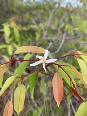 Hancornia speciosa