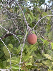 Hancornia speciosa