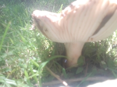 Russula amoenolens