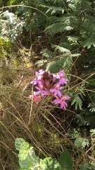 Epidendrum arachnoglossum