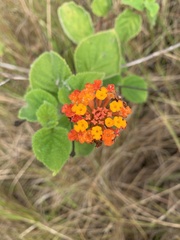 Lantana tiliaefolia