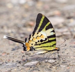 Graphium antiphates