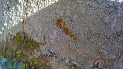 Pertusaria coccodes