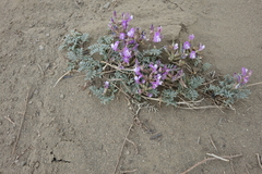 Astragalus stenoceras