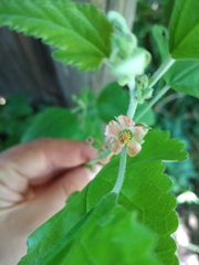 Sphaeralcea bonariensis