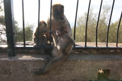Macaca sylvanus