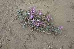 Astragalus stenoceras