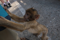 Macaca sylvanus
